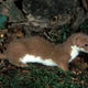 Illustration for article titled Monday Mustelid - Mustela africana Edition
